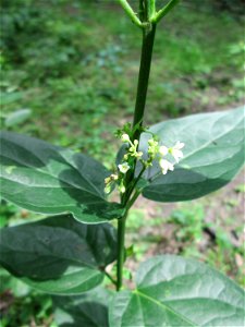 Schwalbenwurz (Vincetoxicum hirundinaria) im Naturschutzgebiet „Ketscher Rheininsel“ photo