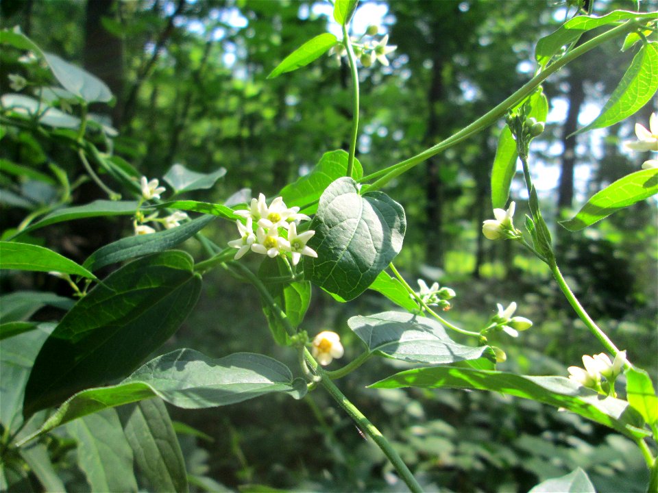 Schwalbenwurz (Vincetoxicum hirundinaria) in der Schwetzinger Hardt