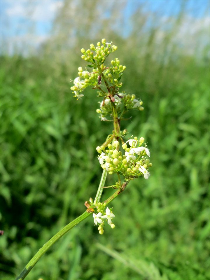 Wiesenlabkraut (Galium mollugo) im Naturschutzgebiet Bachwiesen/Leopoldswiesen im Hockenheimer Rheinbogen