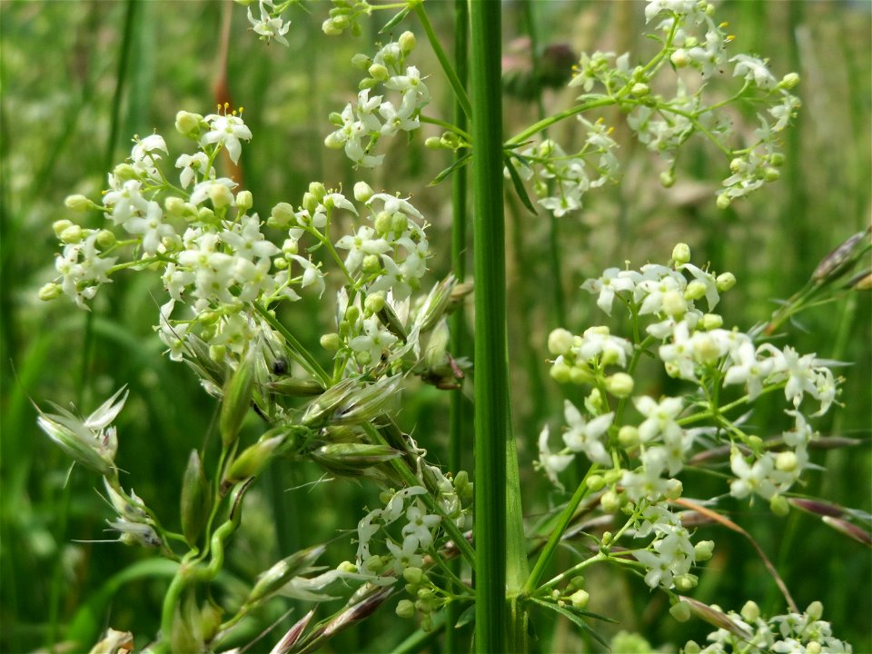 Wiesenlabkraut (Galium mollugo) in Hockenheim-Talhaus