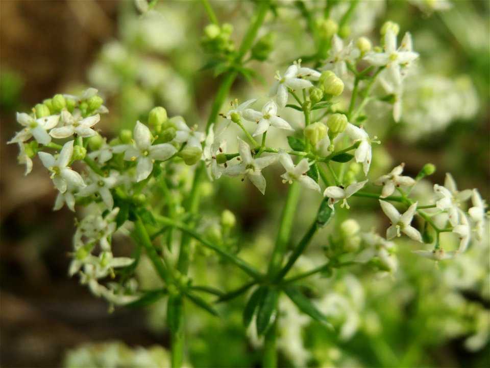 Wiesenlabkraut (Galium mollugo) bei Wiesbaden-Nordenstadt
