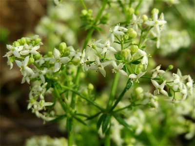 Wiesenlabkraut (Galium mollugo) bei Wiesbaden-Nordenstadt
