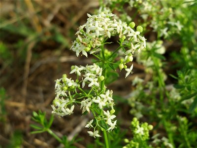 Wiesenlabkraut (Galium mollugo) bei Wiesbaden-Nordenstadt