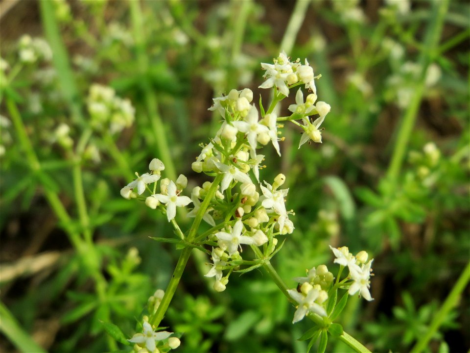 Wiesenlabkraut (Galium mollugo) bei Wiesbaden-Nordenstadt