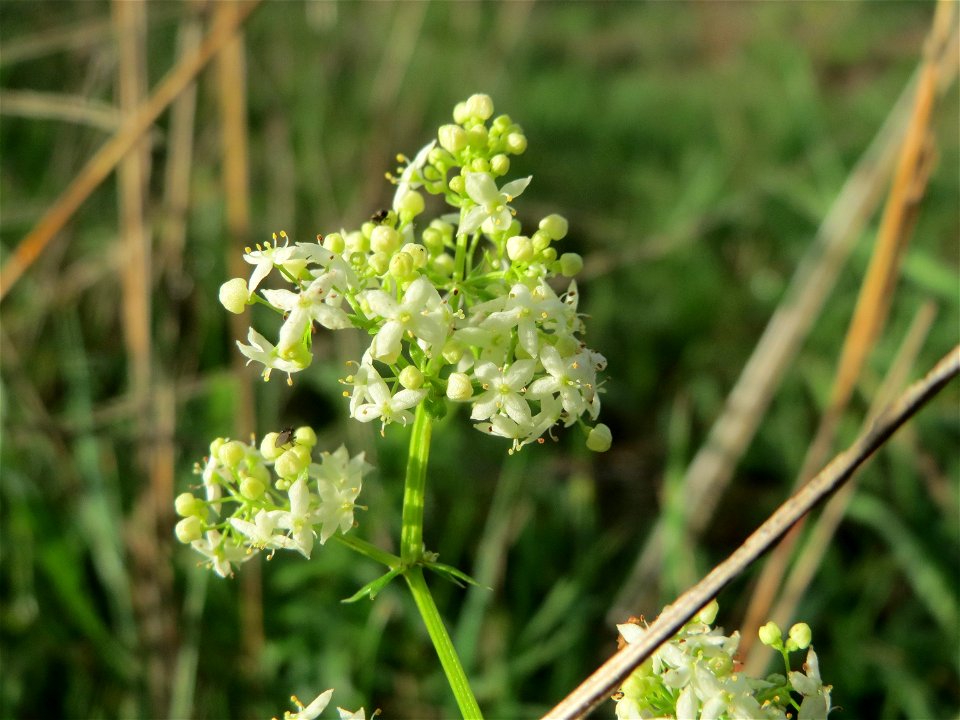 Wiesenlabkraut (Galium mollugo) in Hockenheim