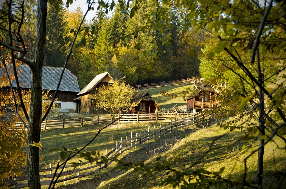 Nature tree fence