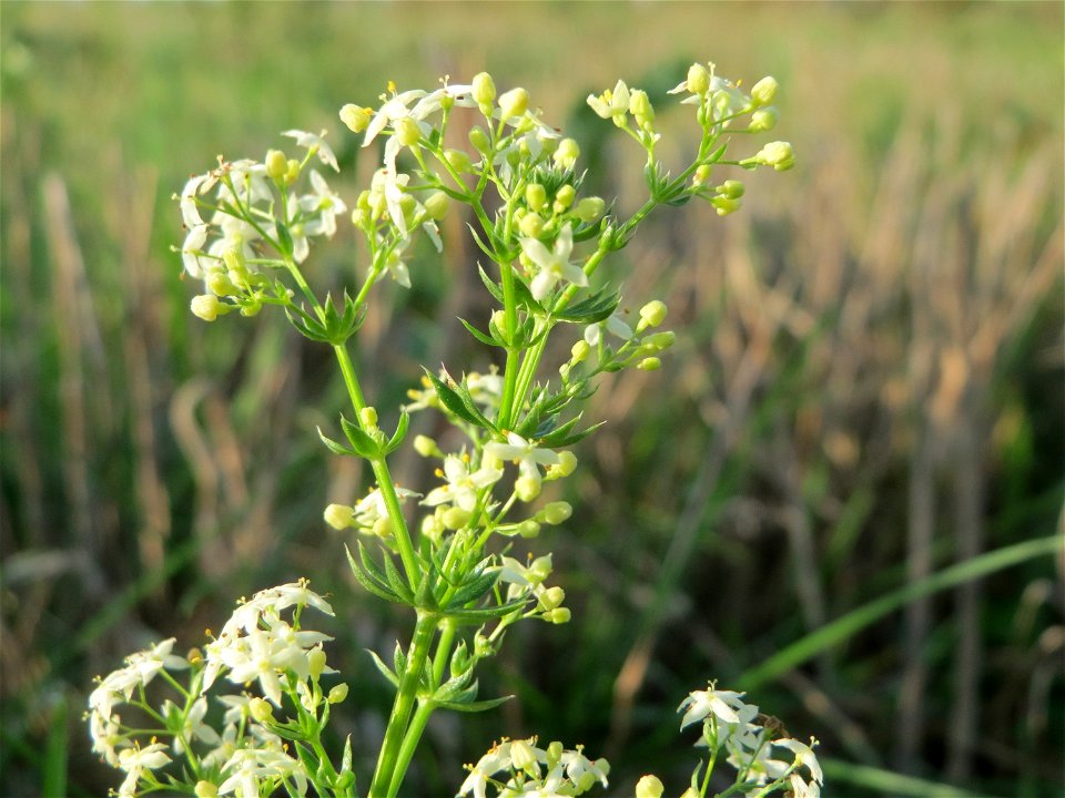 Wiesen-Labkraut (Galium mollugo) in Oftersheim