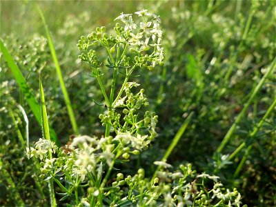 Wiesen-Labkraut (Galium mollugo) in Oftersheim