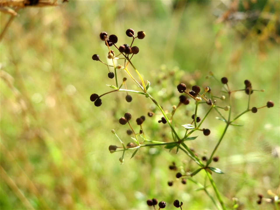 Wiesenlabkraut (Galium mollugo) in Hockenheim