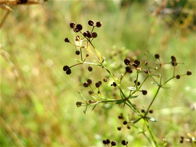 Wiesenlabkraut (Galium mollugo) in Hockenheim photo