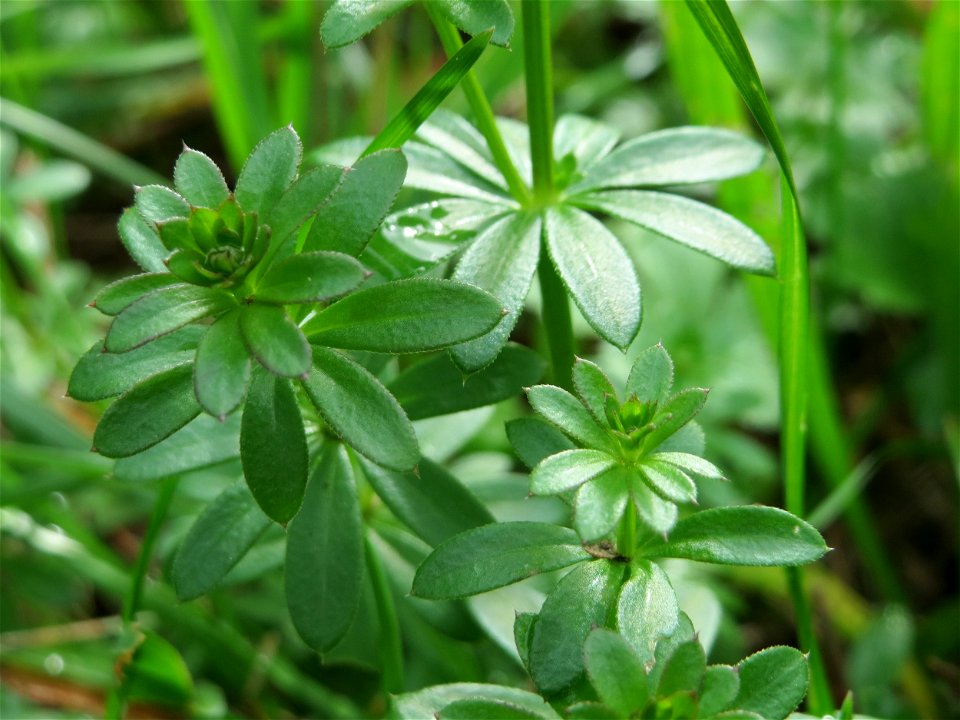 Wiesenlabkraut (Galium mollugo) im Landesgartenschaupark Hockenheim