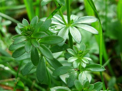 Wiesenlabkraut (Galium mollugo) im Landesgartenschaupark Hockenheim photo