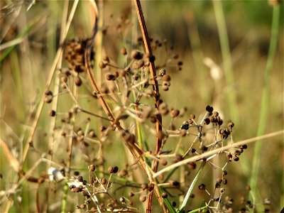 Wiesenlabkraut (Galium mollugo) in Hockenheim