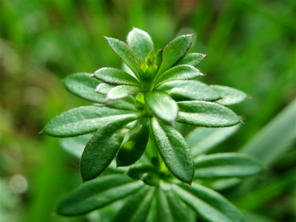 Wiesenlabkraut (Galium mollugo) im Landesgartenschaupark Hockenheim