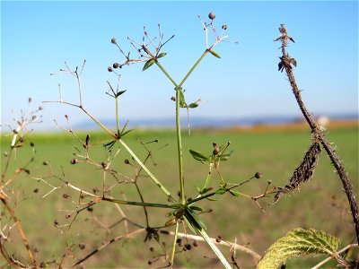 Wiesenlabkraut (Galium mollugo) bei Walldorf (Baden)