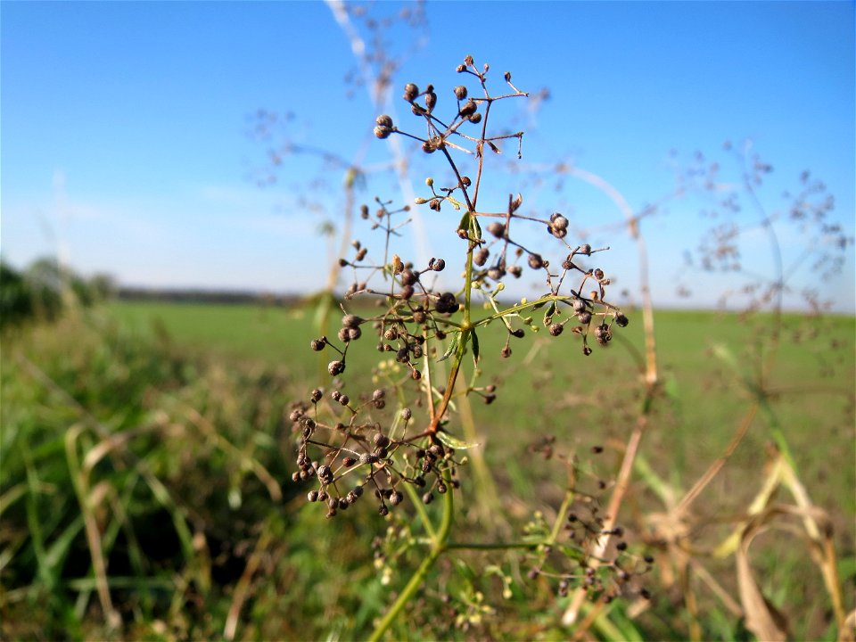 Wiesenlabkraut (Galium mollugo) bei Walldorf (Baden)