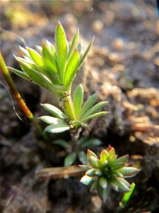 Junges Pflänzchen vom Wiesenlabkraut (Galium mollugo) in Hockenheim
