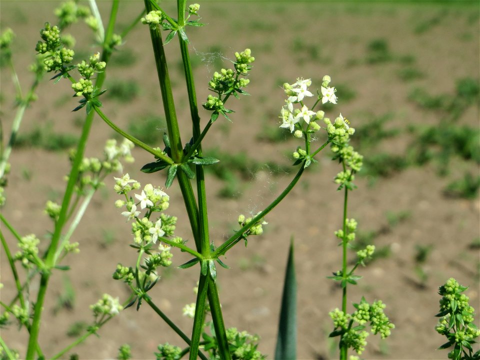 Wiesenlabkraut (Galium mollugo) im Naturschutzgebiet „Bachwiesen/Leopoldswiesen“ im Hockenheimer Rheinbogen