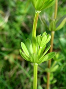 Wiesenlabkraut (Galium mollugo) auf einer Streuobstwiese in Hockenheim - auch ohne Blüte relativ leicht zu erkennen