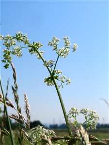 Wiesenlabkraut (Galium mollugo) beim Insultheimer Hof im Landschaftsschutzgebiet „Hockenheimer Rheinbogen“