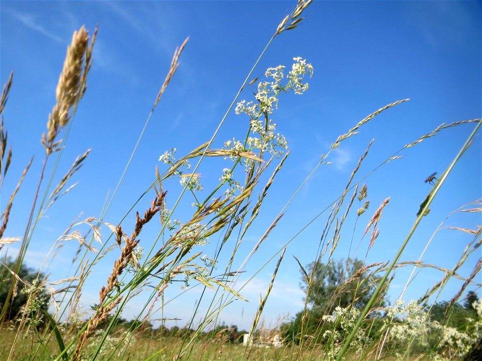 Wiesenlabkraut (Galium mollugo) im Naturschutzgebiet „Bachwiesen/Leopoldswiesen“ im Hockenheimer Rheinbogen