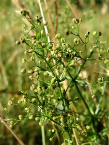 Wiesen-Labkraut (Galium mollugo) auf einer Streuobstwiese in Hockenheim