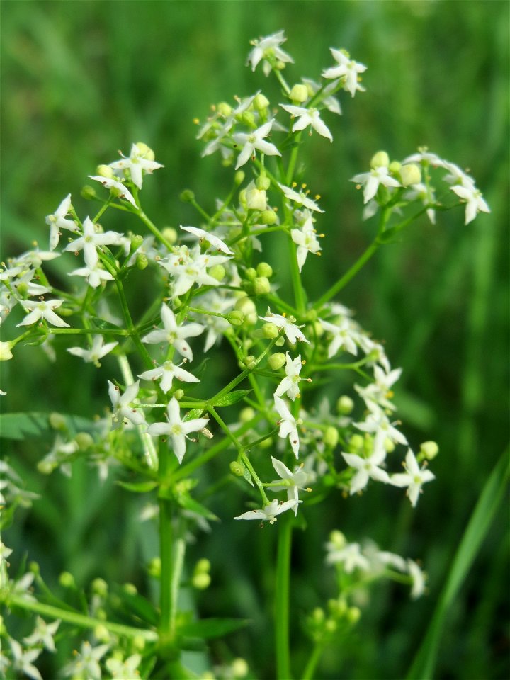 Wiesenlabkraut (Galium mollugo) auf einer Extensiv-Fläche im Gartenschaupark Hockenheim