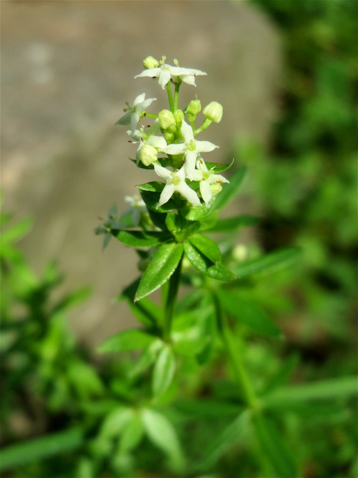 Wiesen-Labkraut (Galium mollugo) im Bürgerpark Saarbrücken
