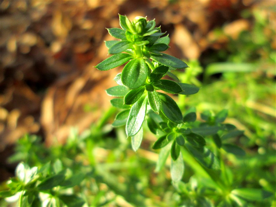 Wiesen-Labkraut (Galium mollugo) am Staden in Saarbrücken