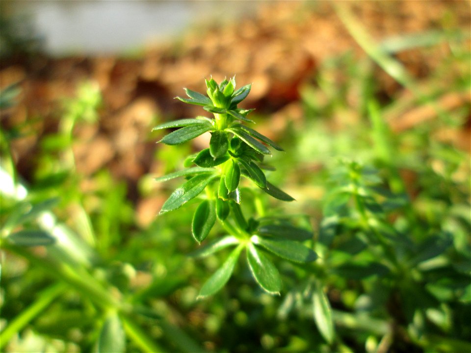 Wiesen-Labkraut (Galium mollugo) am Staden in Saarbrücken