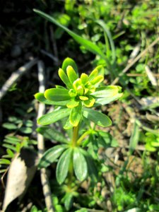 Wiesenlabkraut (Galium mollugo) auf einer Streuobstwiese in Hockenheim photo