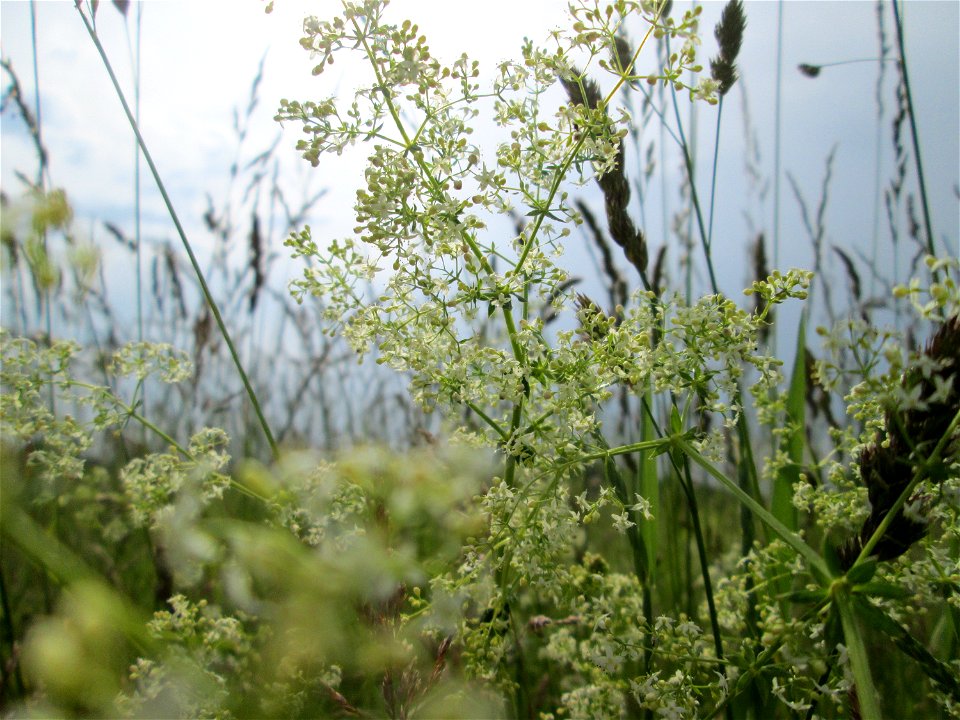 Wiesenlabkraut (Galium mollugo) auf einer Wiese in Hockenheim-Talhaus