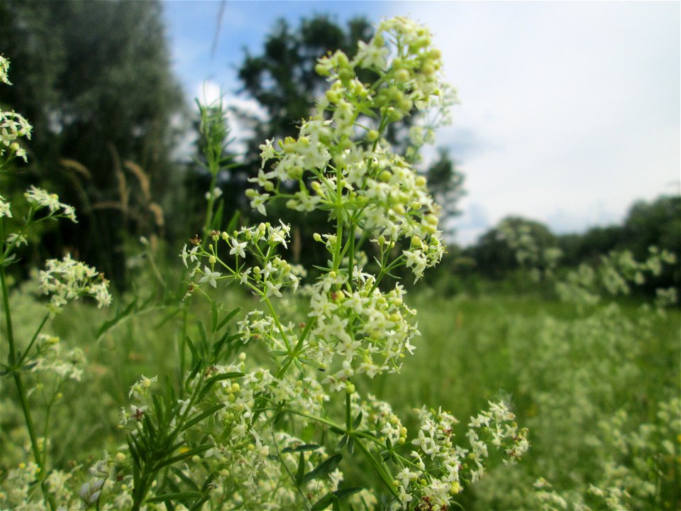 Wiesenlabkraut (Galium mollugo) im Naturschutzgebiet „St. Arnualer Wiesen“