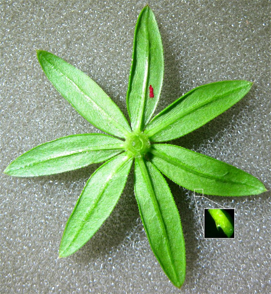Wiesen-Labkraut (Galium mollugo), Quirl von unten