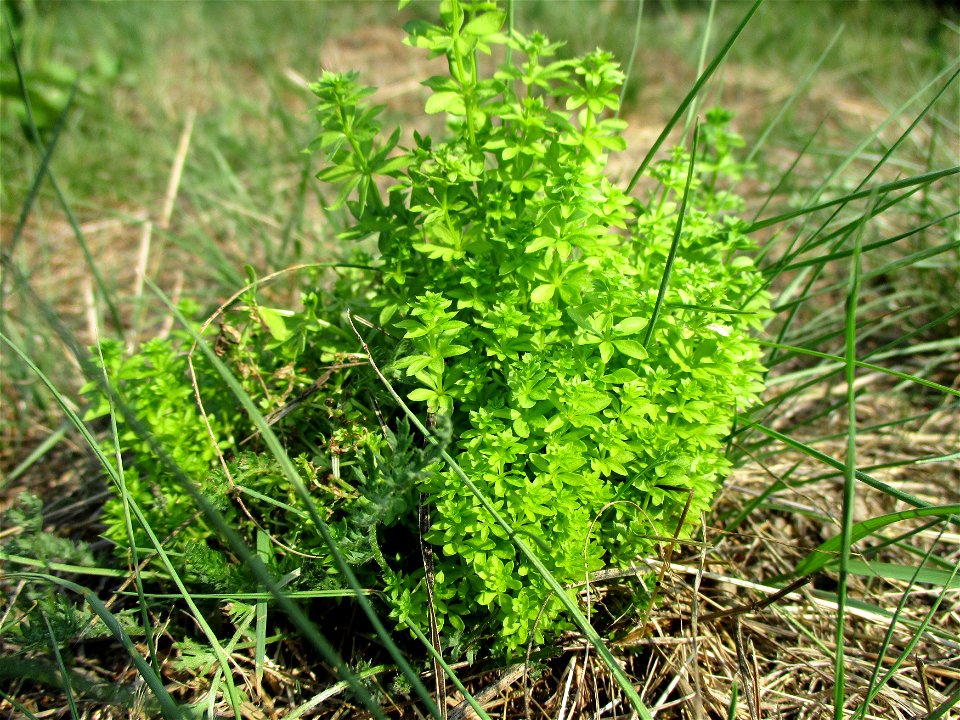 Wiesen-Labkraut (Galium mollugo) am Osthafen Saarbrüücken