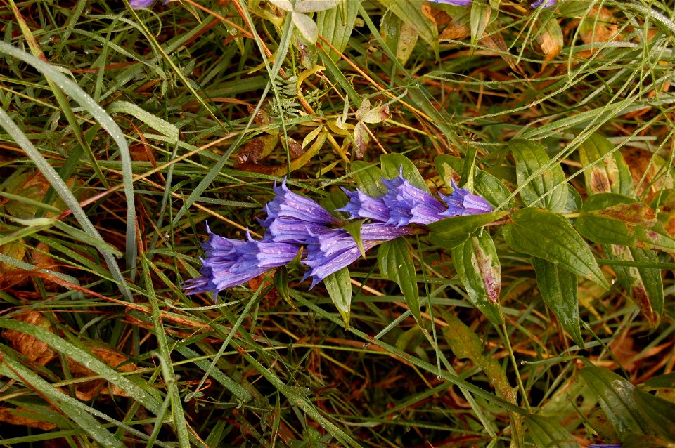 Bieszczady Poland "Połonina Caryńska"