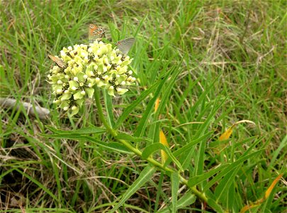 Asclepias asperula var. capricornu, opening at Lost Maples State Natural Area, Bandera County, Texas. photo