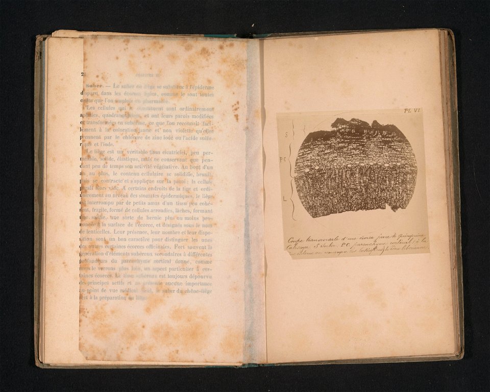 IdentificatieTitel(s): Dwarsdoorsnede van de jonge schors van cinchona calisayaObjecttype: foto bladzijde Objectnummer: RP-F-2001-7-1350-6VervaardigingVervaardiger: fotograaf: anoniemDatering: ca. 188