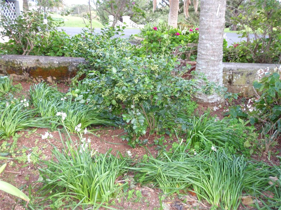 Bermuda Snowberry (Chiococca bermudiana) - as a shrub; the small bush in front of wall to the left of the palmetto.  Photo taken 2010-01-24 in the Botanical Gardens Paget Parish, Bermuda.