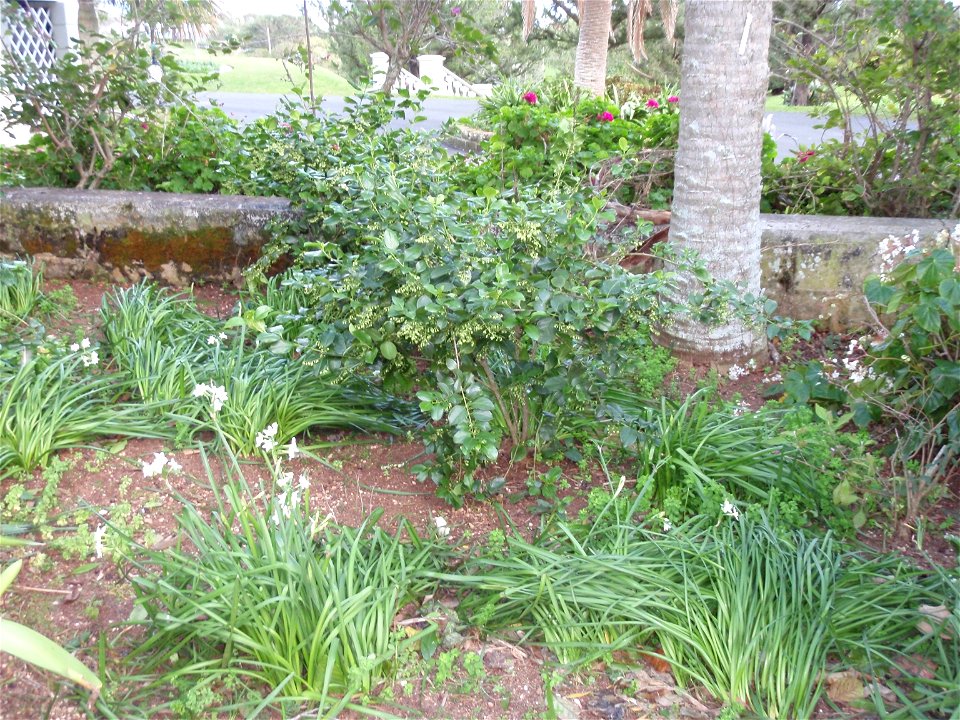 Bermuda Snowberry (Chiococca bermudiana) - as a shrub; the small bush in front of wall to the left of the palmetto. Photo taken 2010-01-24 in the Botanical Gardens Paget Parish, Bermuda. photo