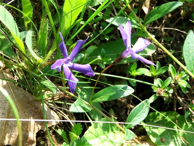 Vinca herbacea - Hungary (Cserhát? I don't remember exactly) photo