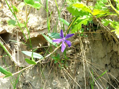 Vinca herbacea - Hungary (Cserhát? I don't remember exactly) photo