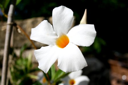 Dipladenia or Mandevilla photo