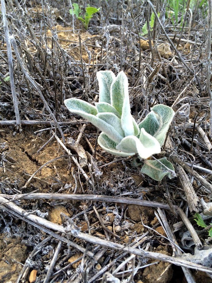 Native plant in Chaparral habitat of the Puente Hills, eastern Los Angeles County.
NOTE: Not Asclepias californica (California Milkweed).