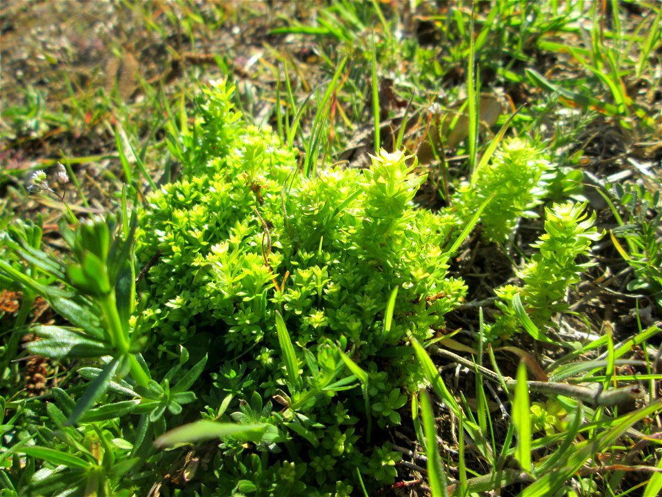 Gewimpertes Kreuzlabkraut (Cruciata laevipes) am Osthafen Saarbrücken photo