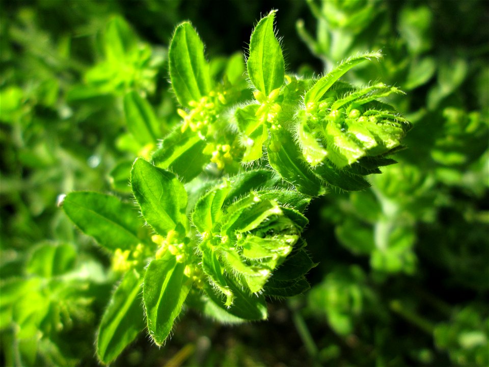 Gewimpertes Kreuzlabkraut (Cruciata laevipes) am Osthafen Saarbrücken photo