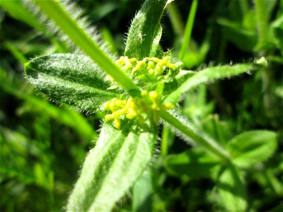 Gewimpertes Kreuzlabkraut (Cruciata laevipes) am Osthafen Saarbrücken