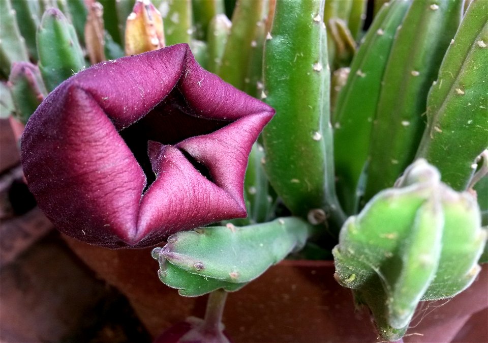 The flower of Stapelia leendertziae