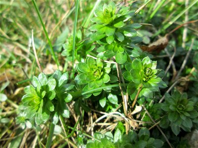 Weißes Labkraut (Galium album) am Golfplatz im Naturschutzgebiet „Oftersheimer Dünen“