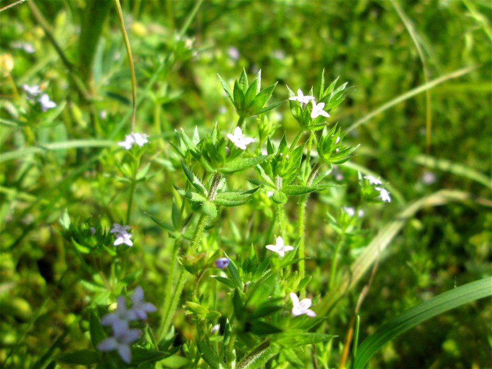 Die winzige Ackerröte (Sherardia arvensis) am Kraichbachdamm im Landschaftsschutzgebiet „Hockenheimer Rheinbogen“
